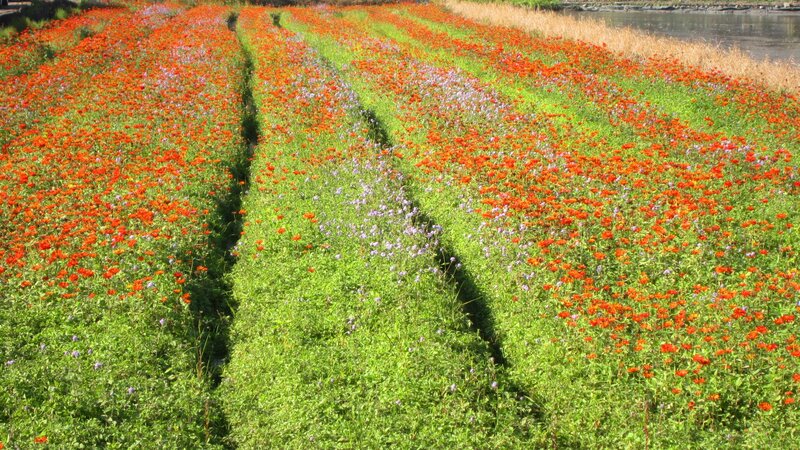Rows of Wildflowers