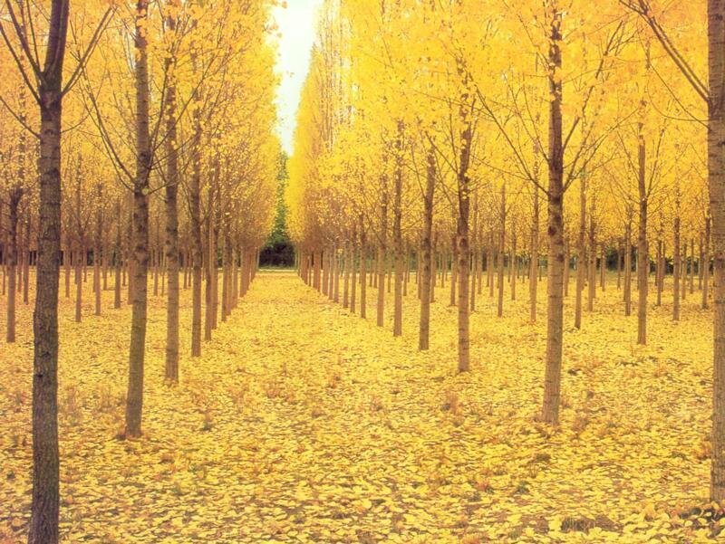 Rows of Yellow-leafed Trees — Yellow