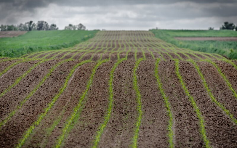 Rows of young crops in a field