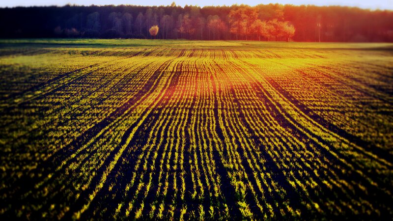Rows of Young Crops