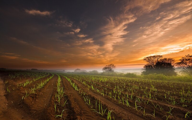 Rows of Young Plants — Brown