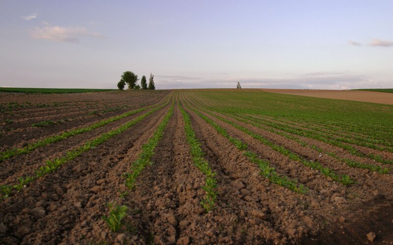 Rows of young plants in a field