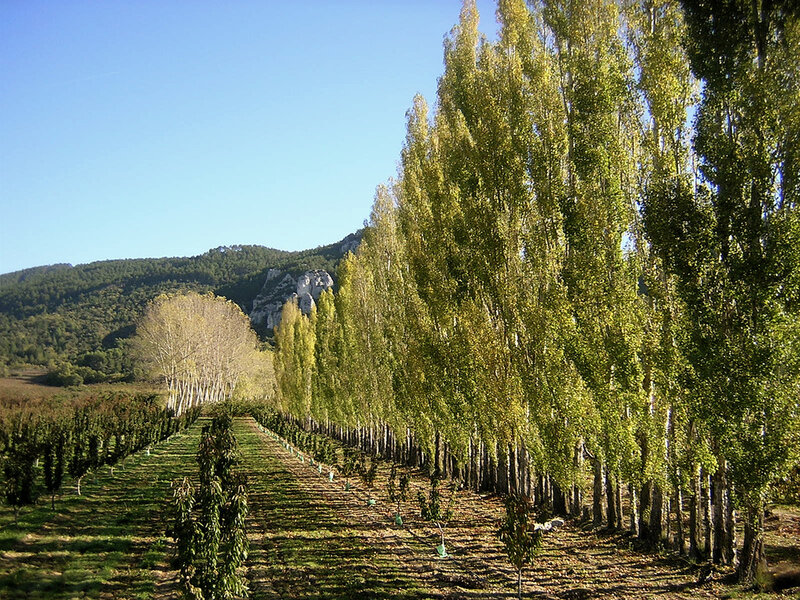 Rows of Young Trees