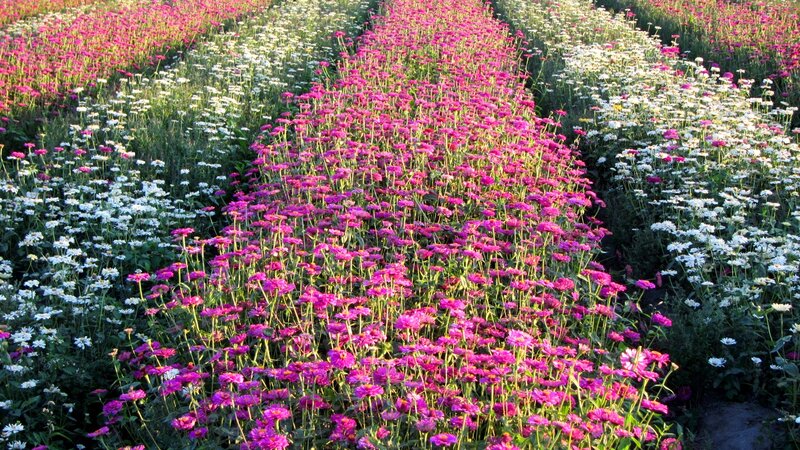 Rows of Zinnia Flowers