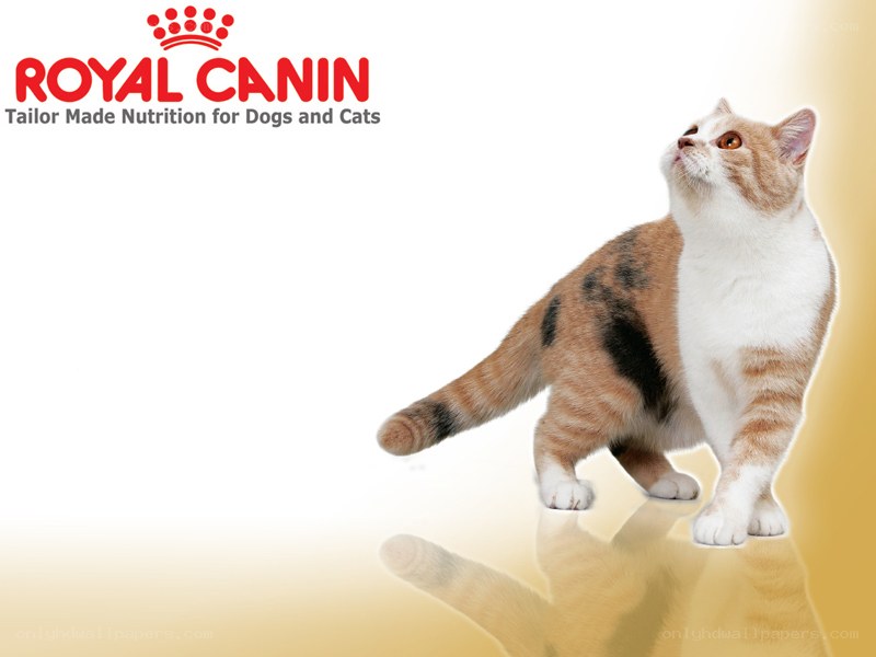 Royal Canin cat advertisement