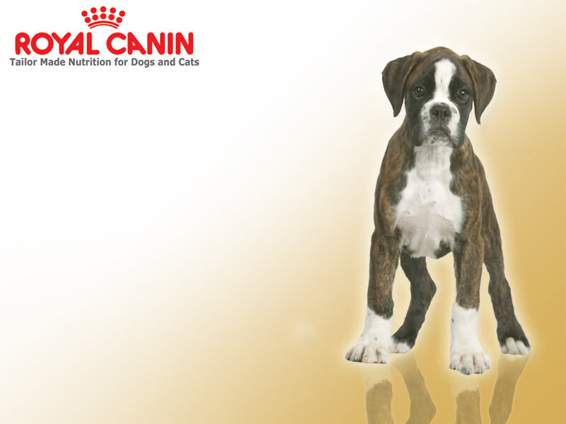 Royal Canin puppy advertisement