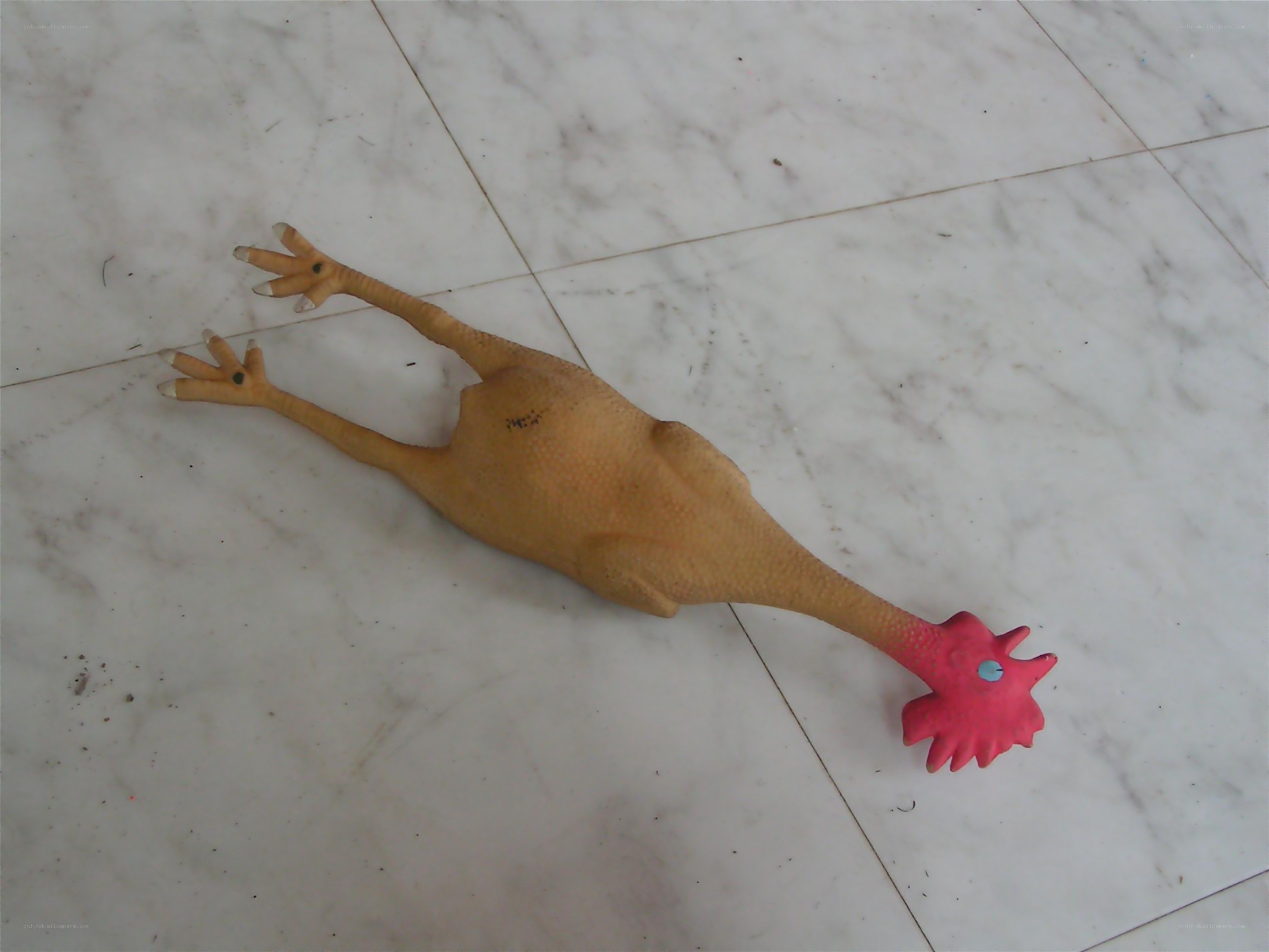 rubber chicken toy on floor