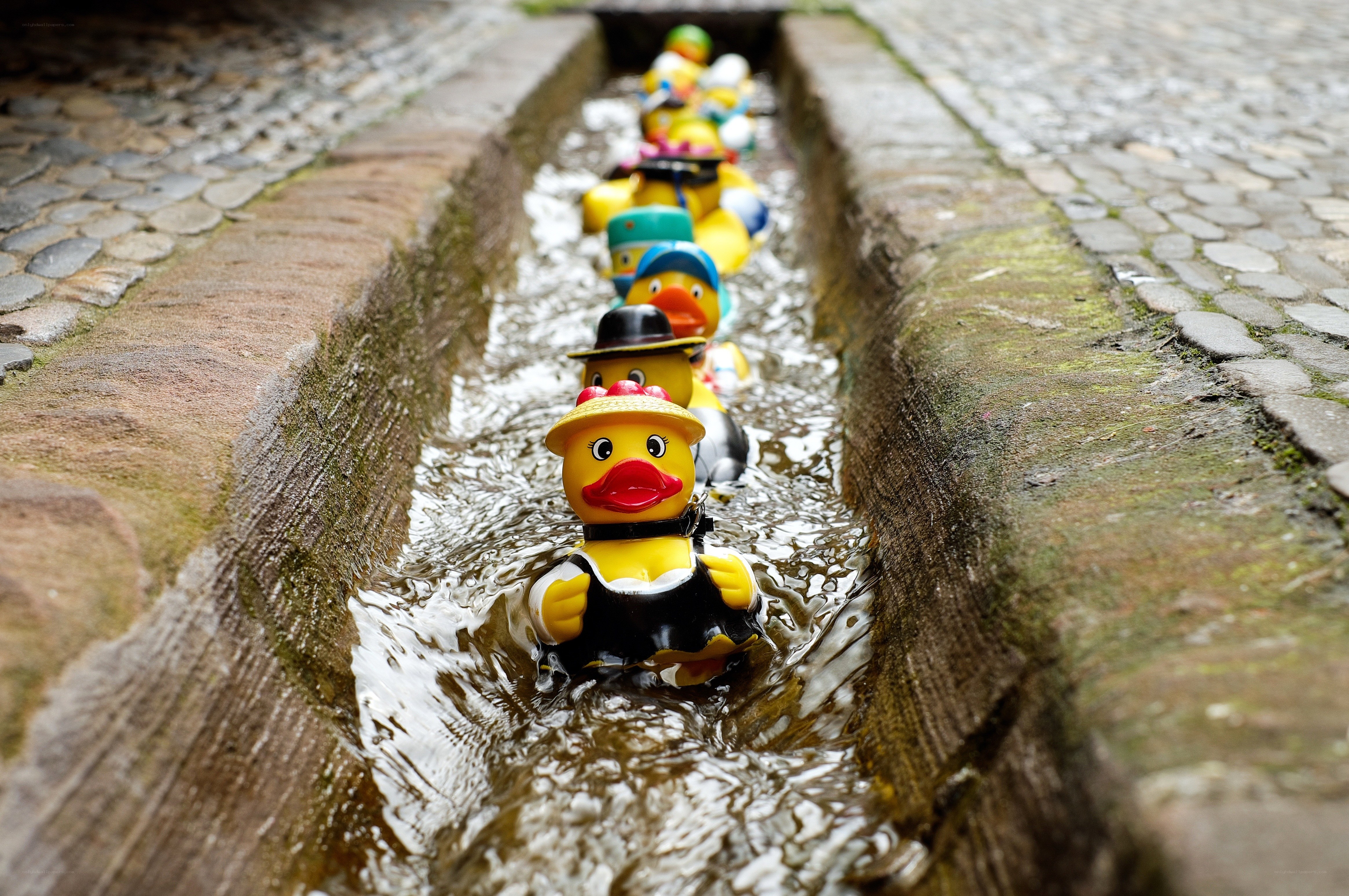 rubber ducks in a water channel