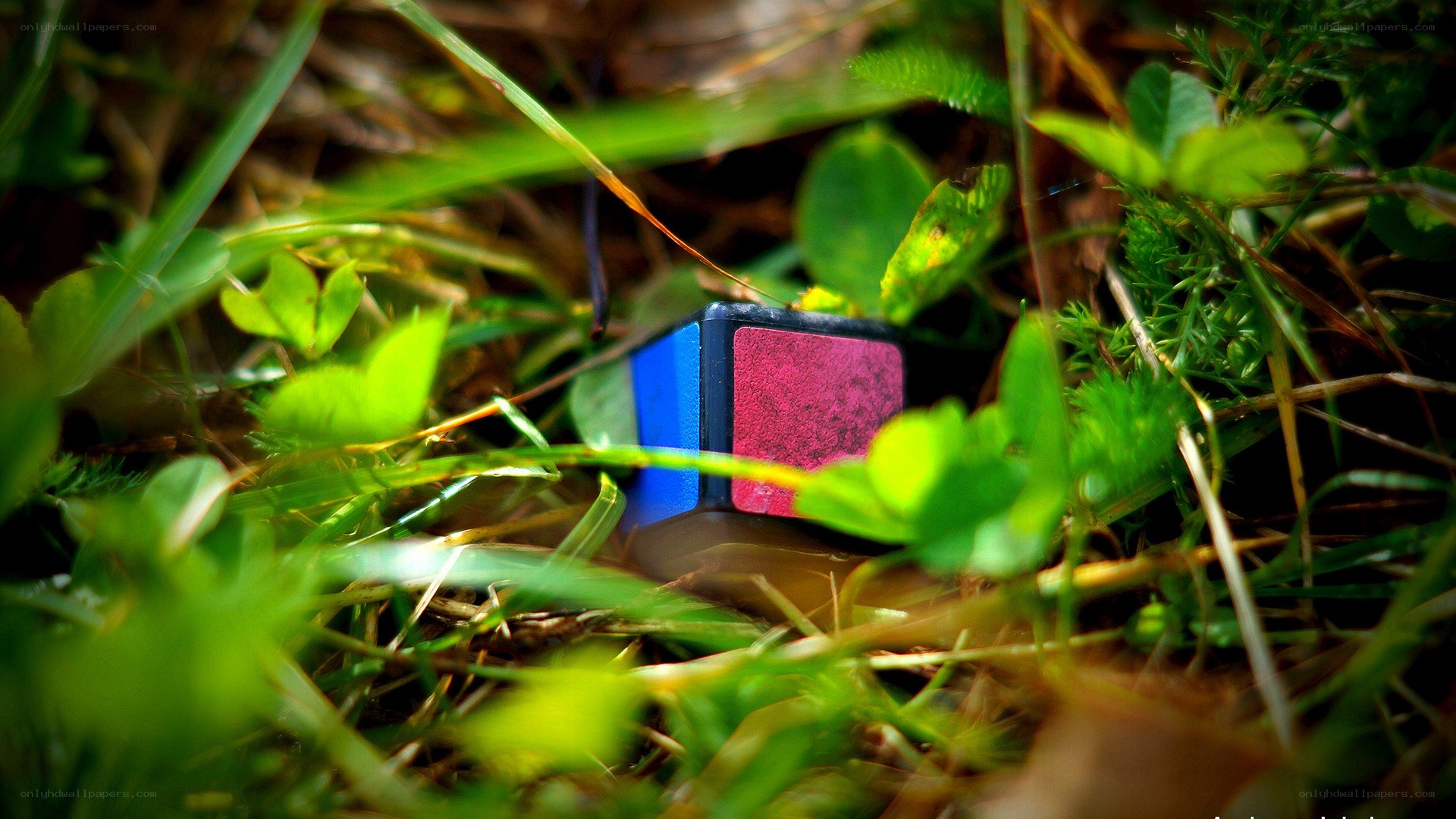 Rubik's cube in grass