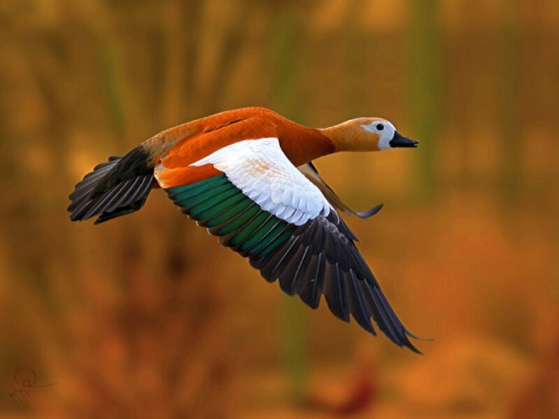 Ruddy Shelduck in Flight