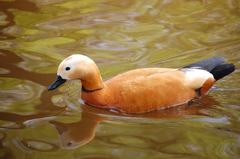 Ruddy shelduck swimming in water