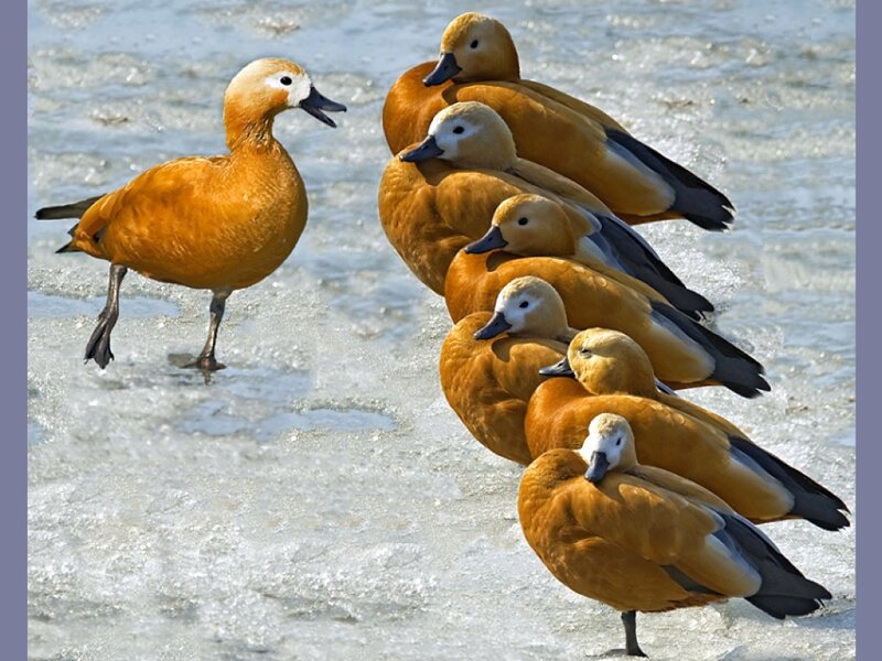Ruddy Shelducks on Ice