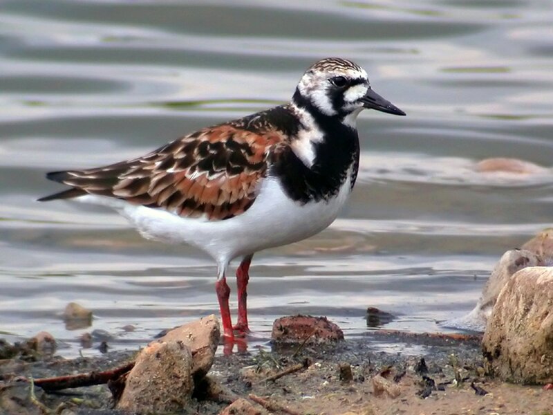 Ruddy Turnstone Bird — Brown