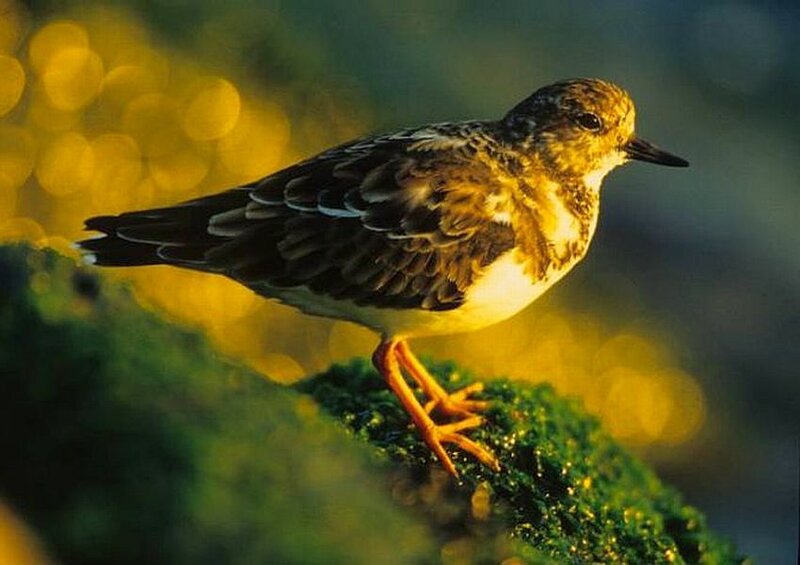 Ruddy Turnstone Bird