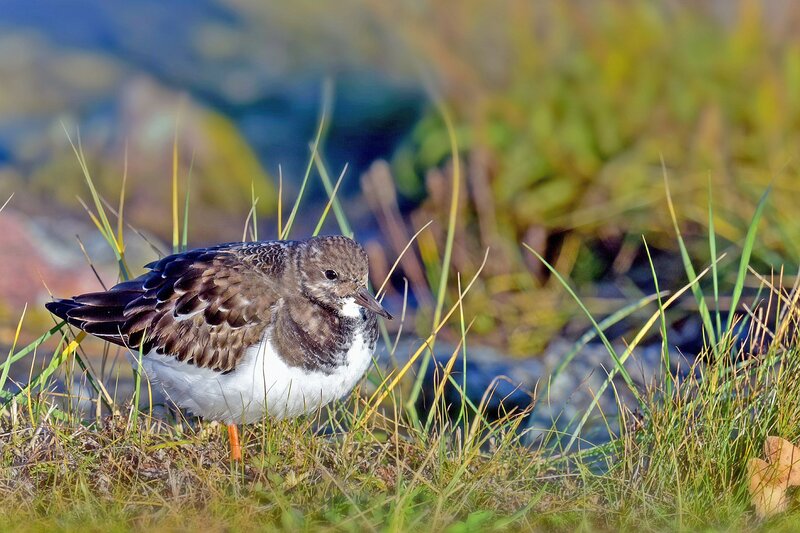 Ruddy turnstone in grass