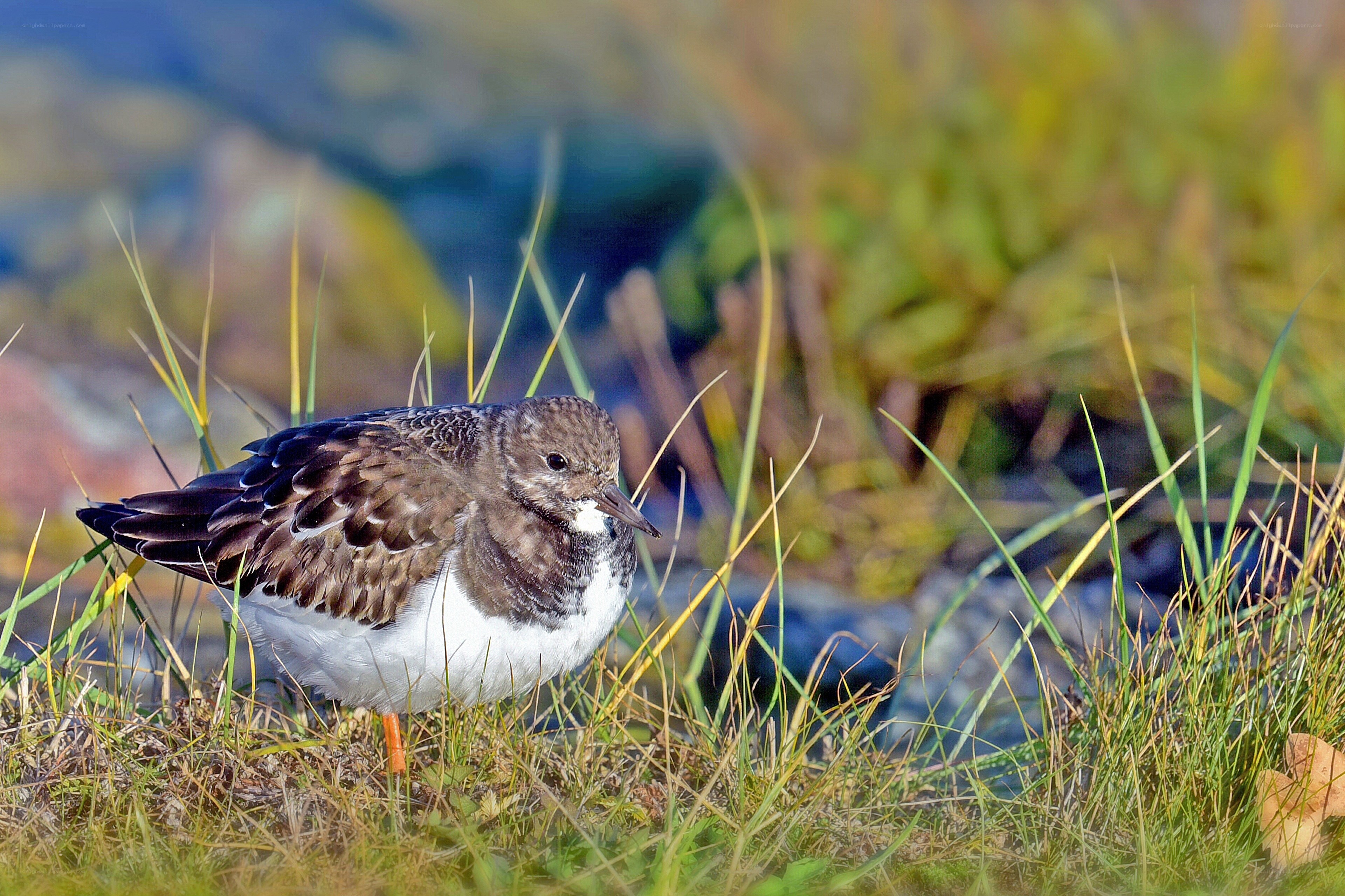 Ruddy turnstone in grass