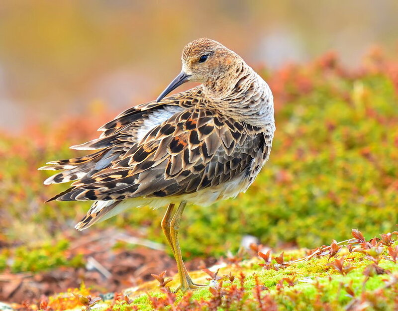 Ruff Bird Standing