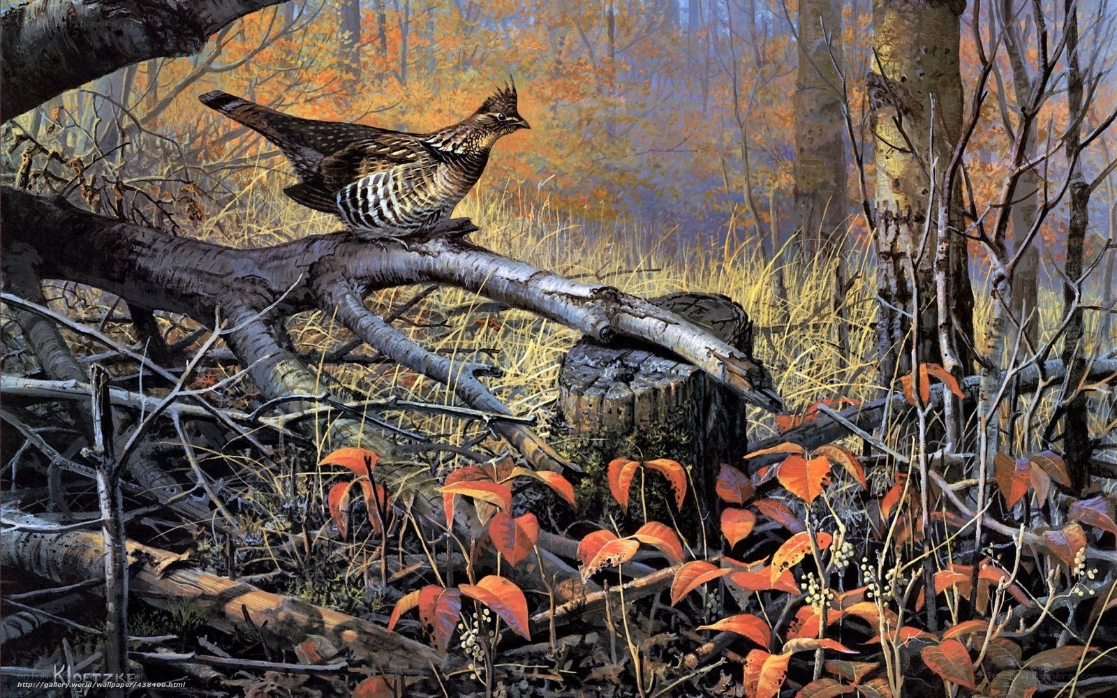 Ruffed Grouse in Autumn Woods