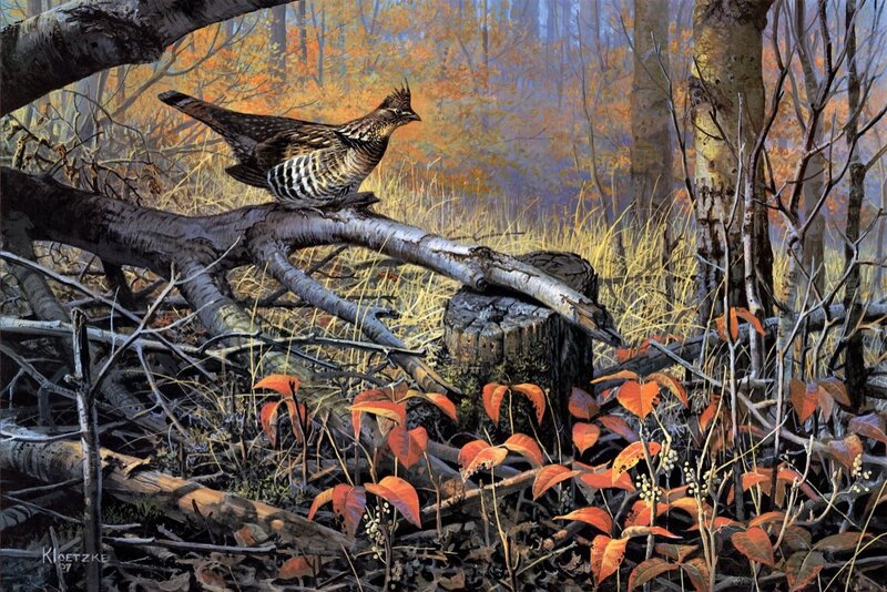 Ruffed Grouse on Branch