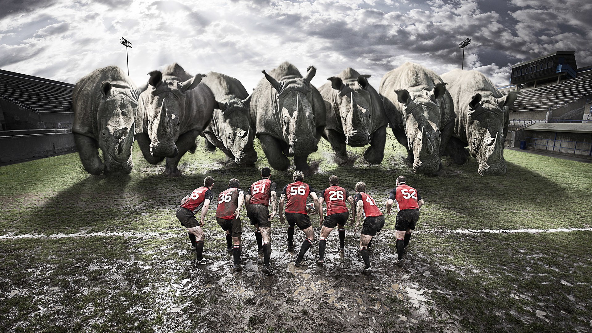 Rugby players face rhinos