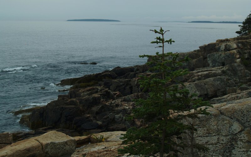 Rugged coastline with evergreen tree