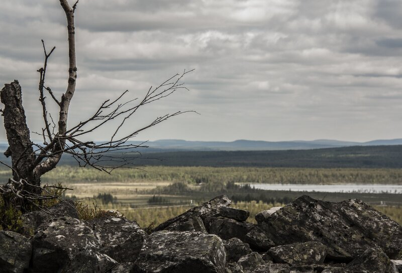 Rugged landscape with barren tree