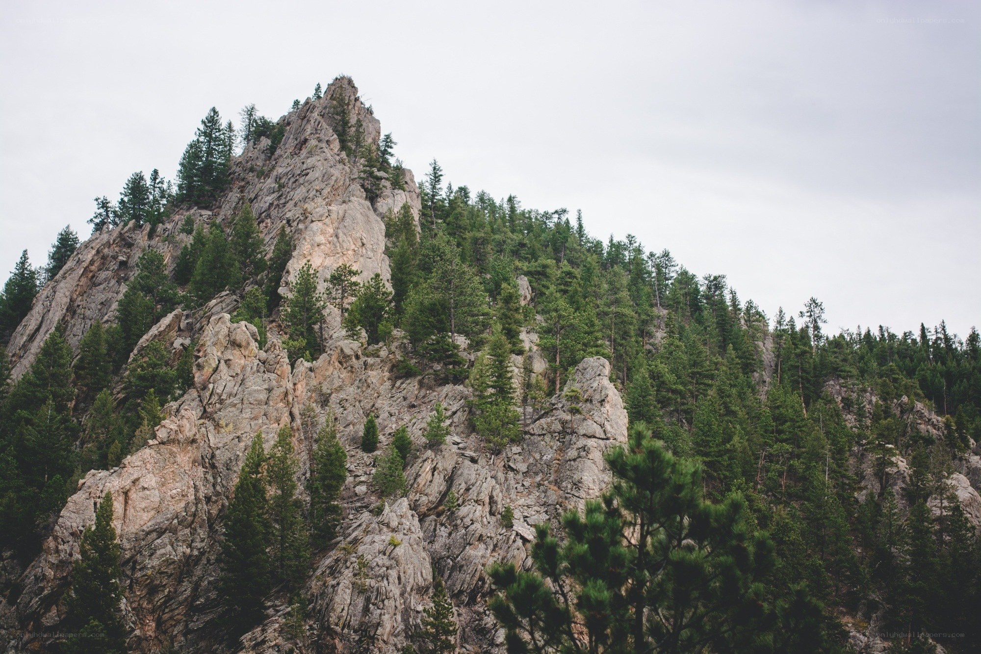 Rugged mountain peak with pine trees