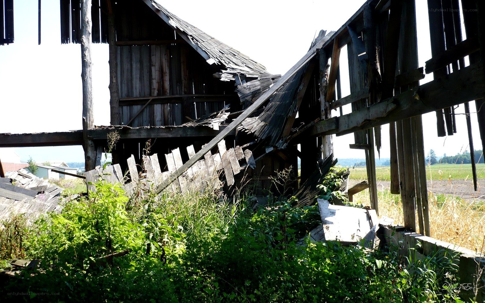 ruined wooden barn