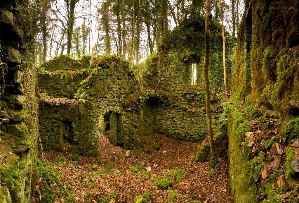 ruins in a forest