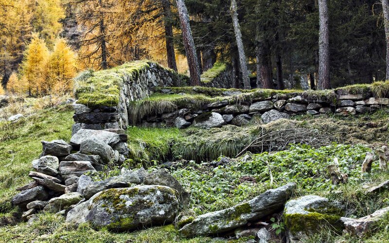 Ruins in a forest