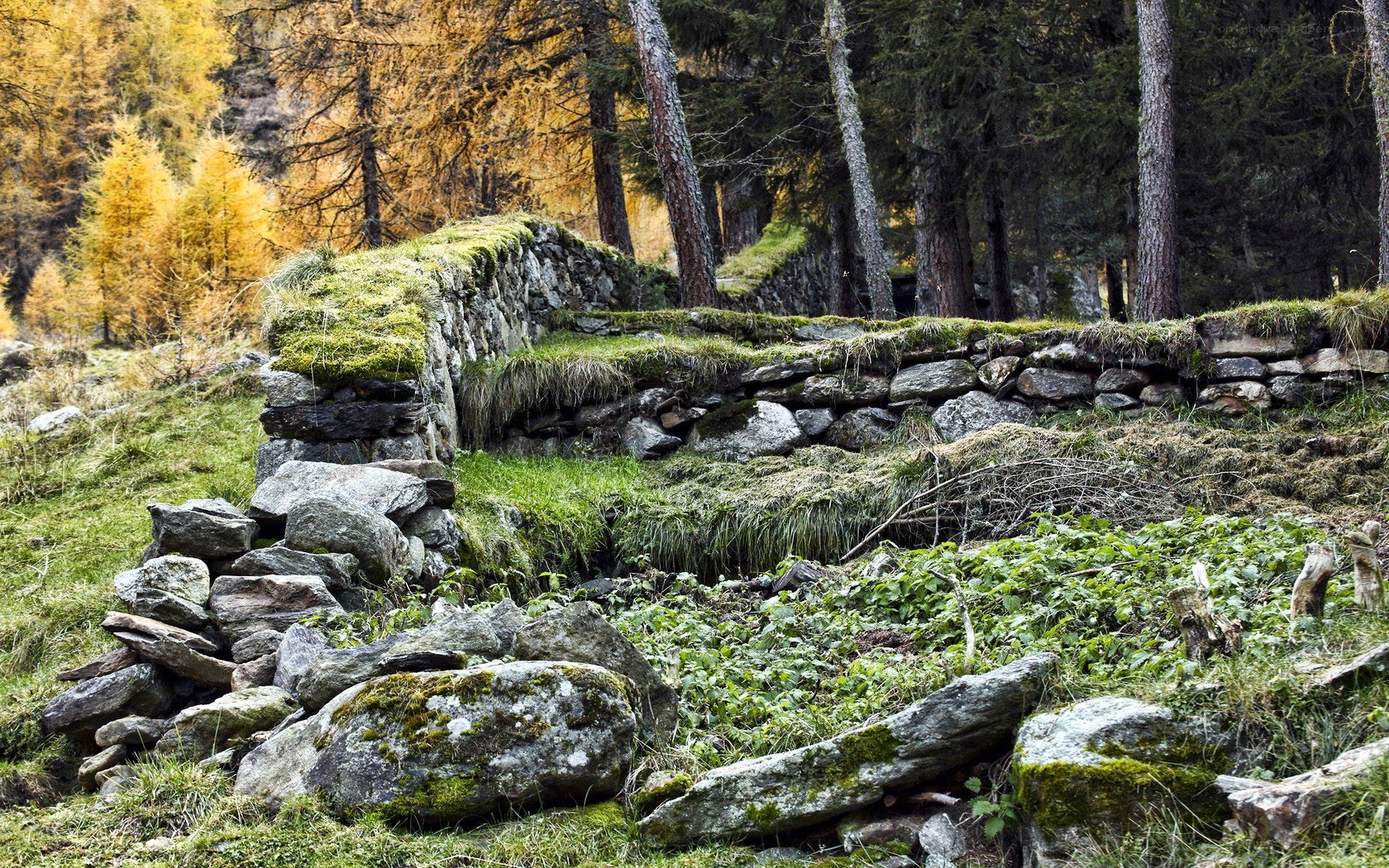 Ruins in a forest
