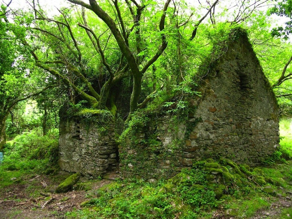 ruins in a forest