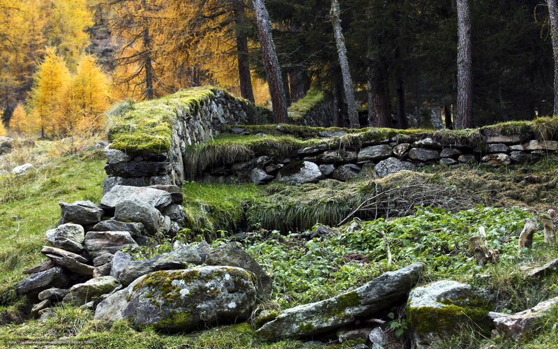 Ruins in a forest