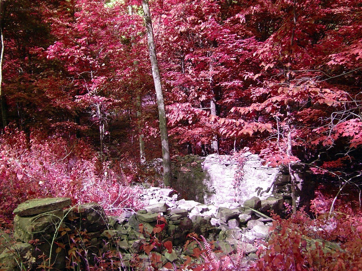 Ruins in a red-leafed forest