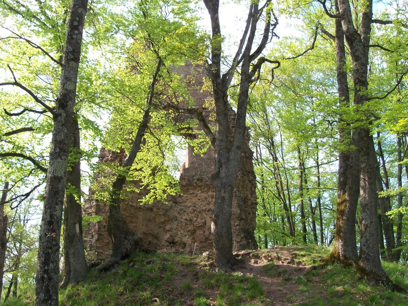 Ruins in Forest