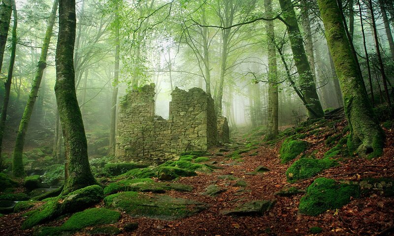 Ruins in Misty Forest