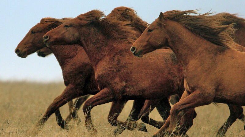 Running Brown Horses — Dynamic