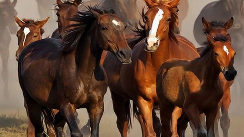 Running Brown Horses