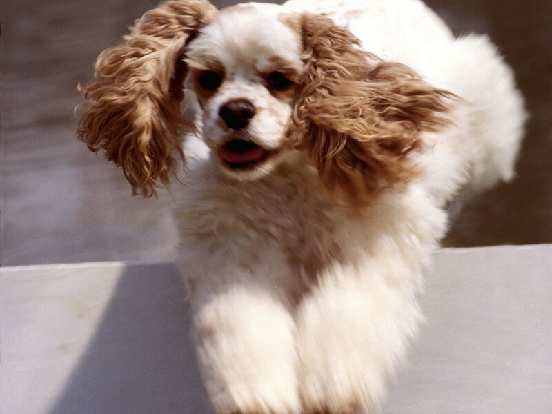 running cocker spaniel dog