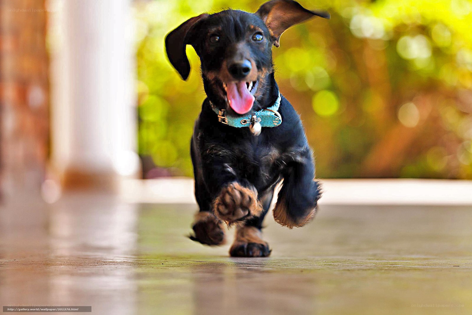 running dachshund dog