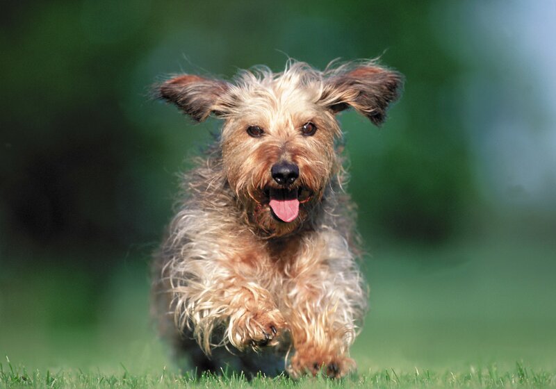 running dog on grass