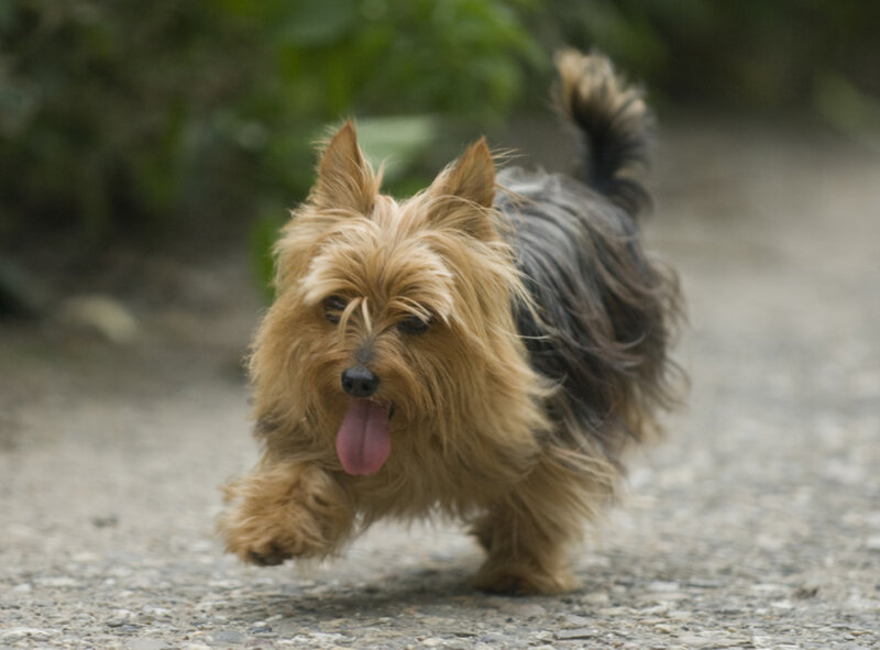 running dog on path