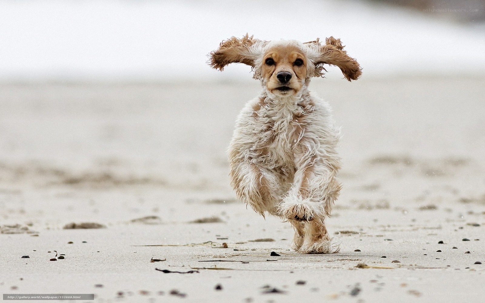 running dog on the beach