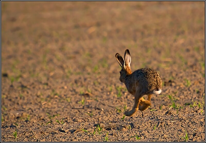 Running Hare