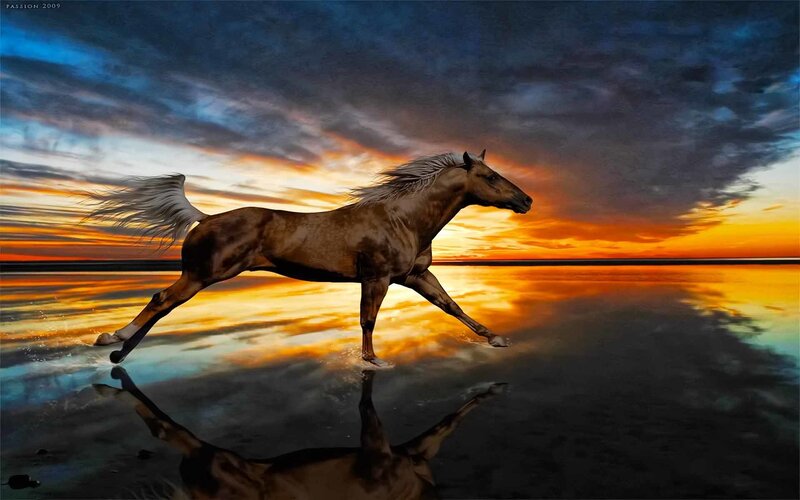 Running horse at sunset