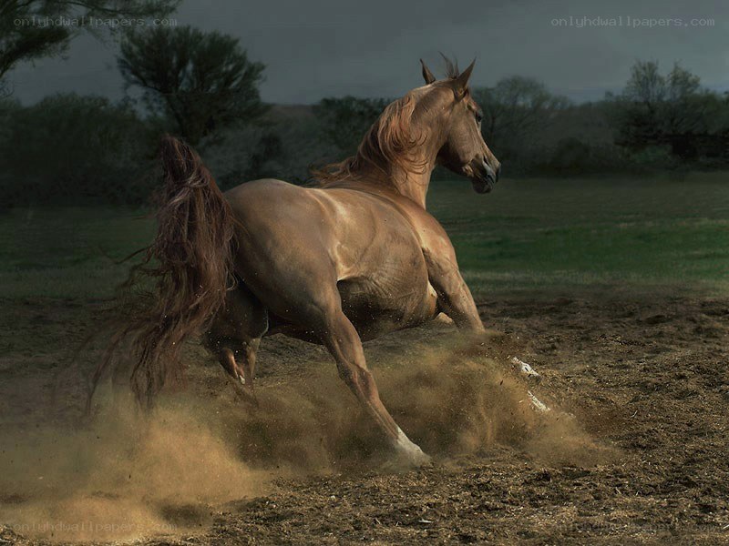 Running horse in a field