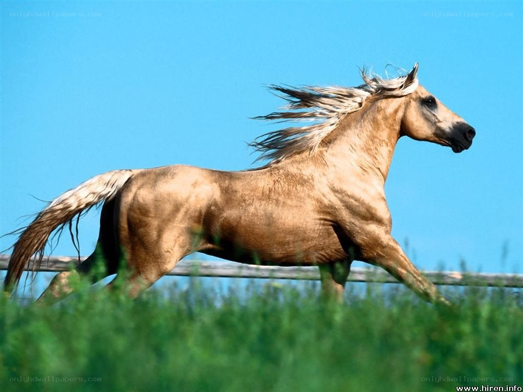 Running horse in a field