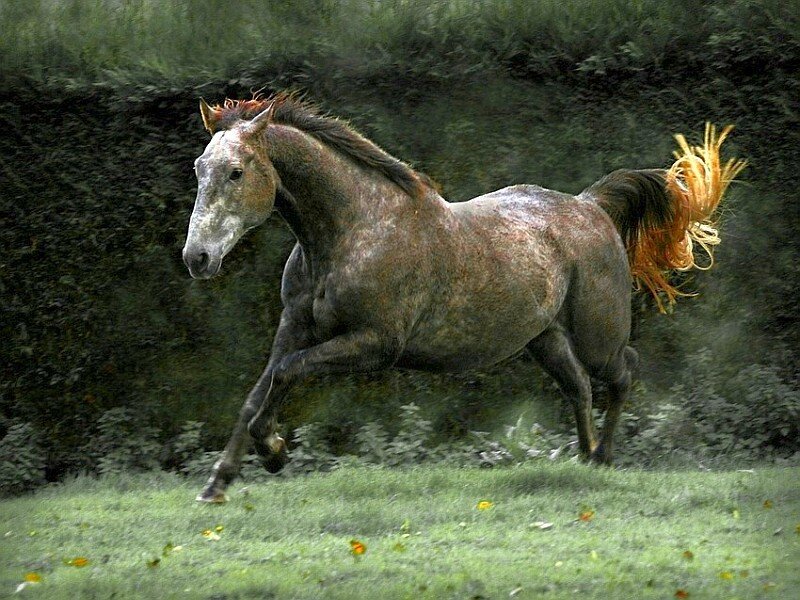 Running horse in a field