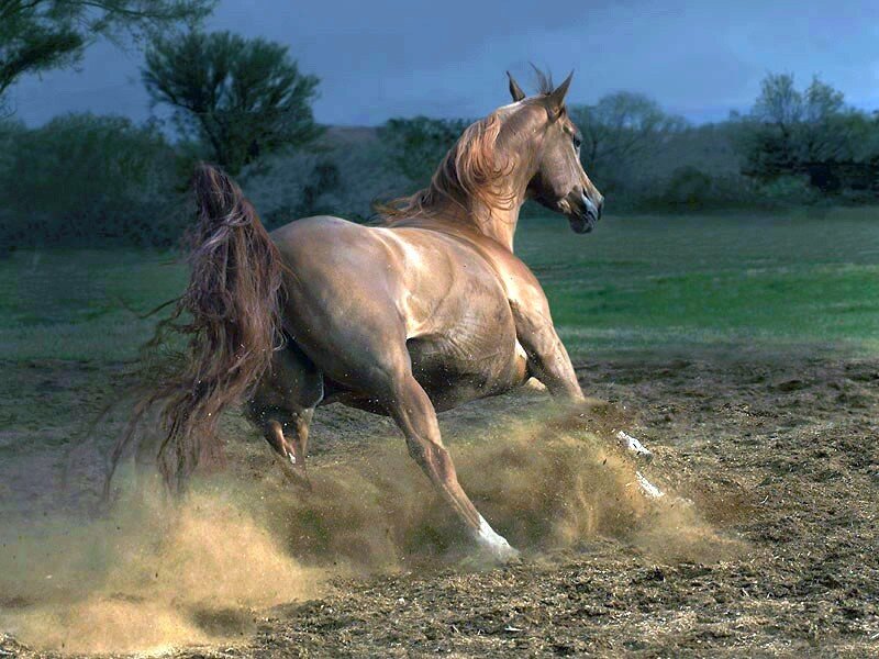 Running horse in a field