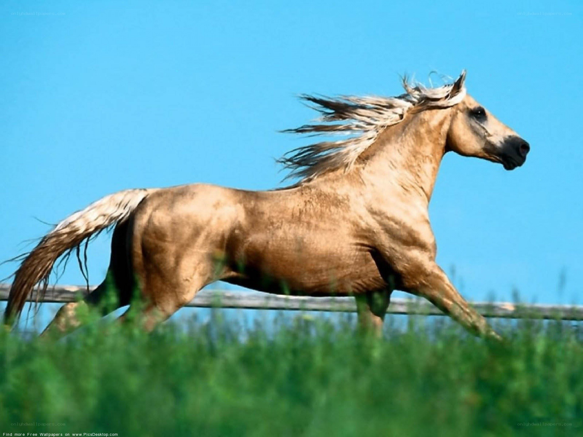 running horse in a field